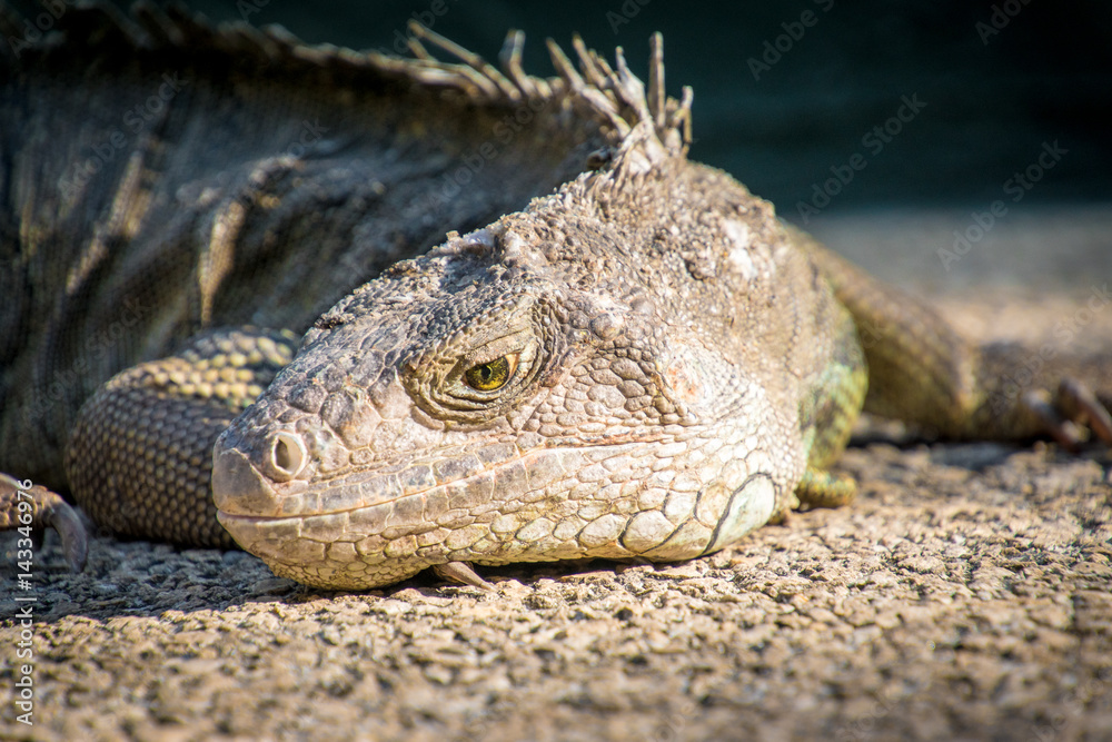 Leguan am Wegesrand Leguan am Wegesrand