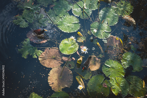 Pond with ducks