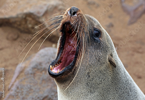 Yelling fur seal Fur seal at cape cross skeleton coast namibia 