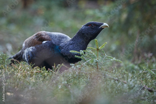 Very rare wild capercaillie in the nature habitat in european woodland/european nature/czech republic wildlife/great birding story/young male/very rare sightings during mating time 