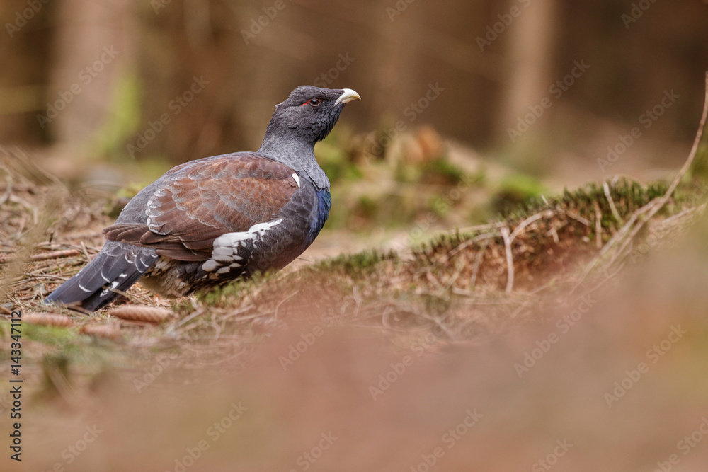 Obraz premium Very rare wild capercaillie in the nature habitat in european woodland/european nature/czech republic wildlife/great birding story/young male/very rare sightings during mating time 