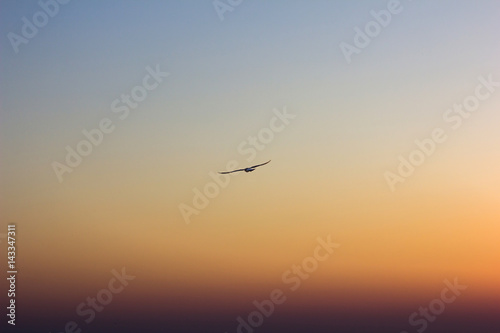 Beautiful view with an ocean in sunset and bird fly in blue sky