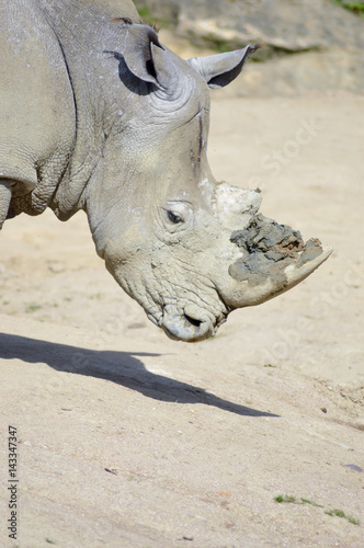 Rhinoceros head on a rock background © Demande Philippe