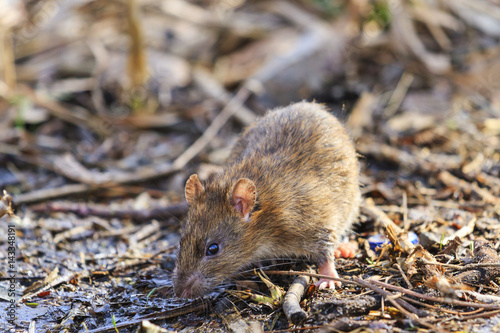 Gray rat with ugly muzzle of rubbish