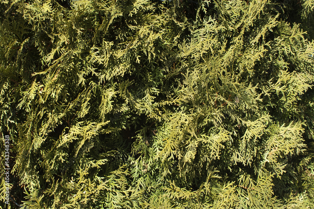 Evergreen-tree larch. Leaves close-up background Evergreen-tree larch. Leaves close-up background