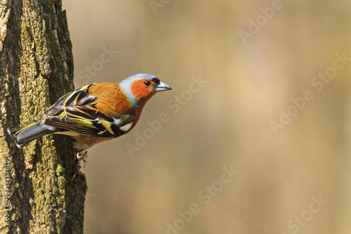 finch songbird sitting on a tree trunk © drakuliren