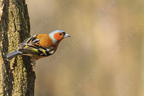 finch songbird sitting on a tree trunk