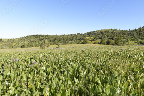 A Meadow of Wild Mule's Ears - Sunflowers