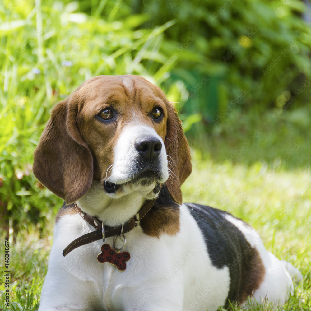 English beagle - breed of the hunting hounds of dogs English beagle - breed of the hunting hounds of dogs