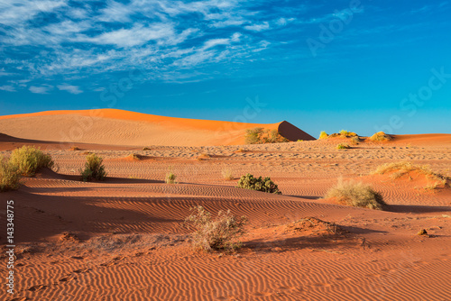 Sand dunes in the Namib desert at dawn  roadtrip in the wonderful Namib Naukluft National Park  travel destination in Namibia  Africa. Morning light  mist and fog.