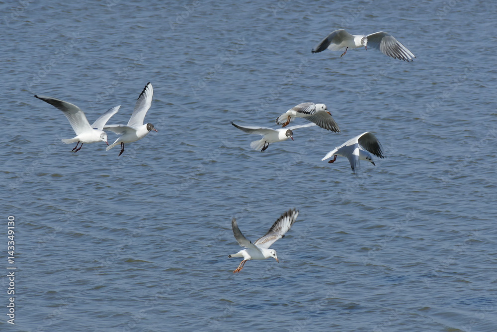 Gabbiani comuni in volo Gabbiani comuni in volo