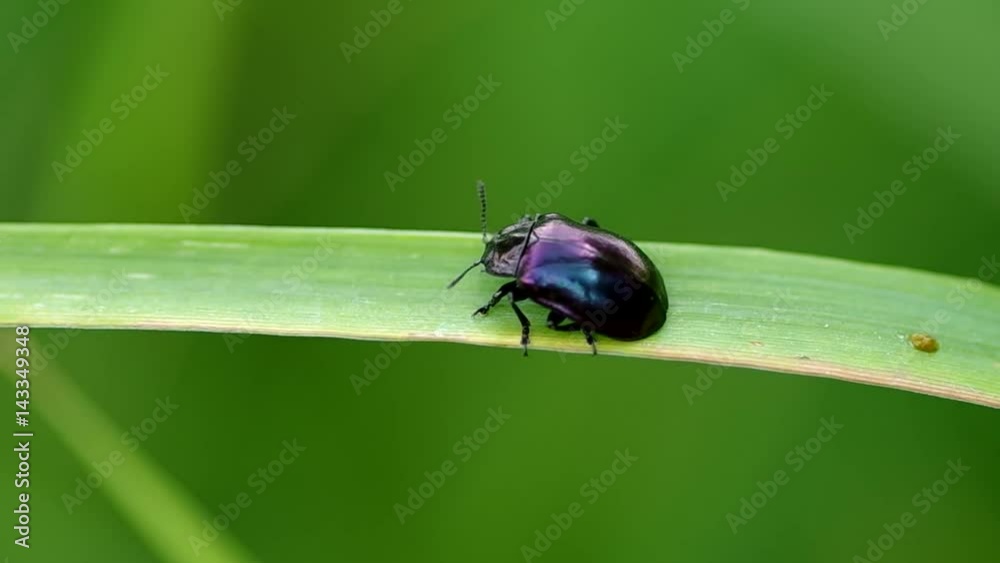 Beetle on grass in summer in the wind
Beetle on grass in summer in the wind