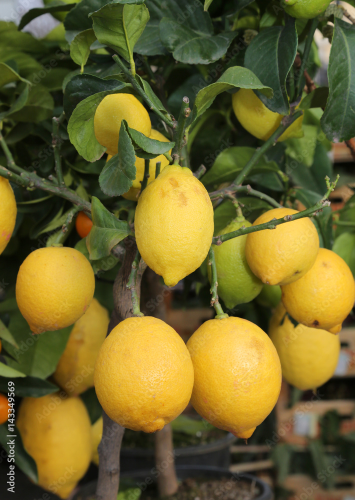lemon tree with yellow ripe fruit