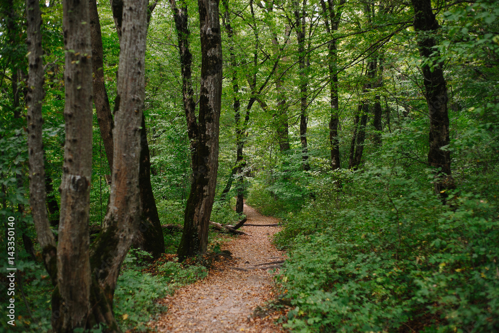 Path in the woods