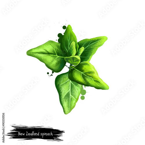 Digital art New Zealand spinach, Tetragonia tetragonioides isolated on white background. Organic healthy food. Green vegetable. Hand drawn plant closeup. Clip art illustration. Graphic design element photo