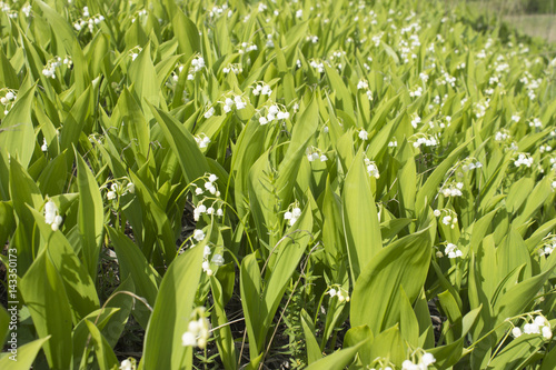 Lilies of the valley bloom on a hill