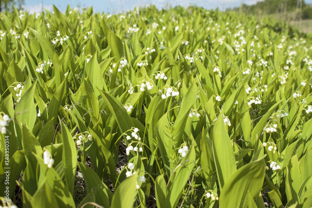 Fototapeta premium Lilies of the valley bloom on a hill