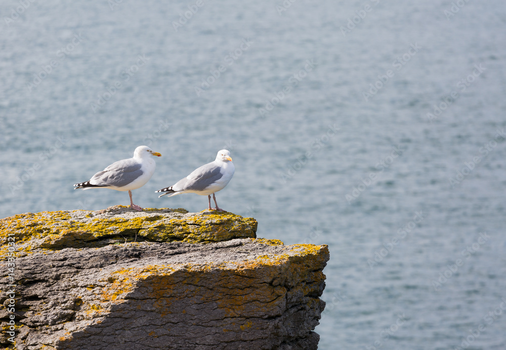 Two seagulls perched on a rock Two seagulls perched on a rock