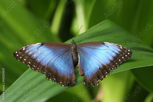 Big blue Morpho butterfly menelaus