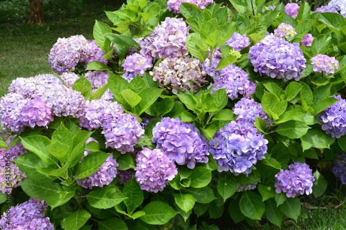 Hortênsia - Hydrangea macrophylla