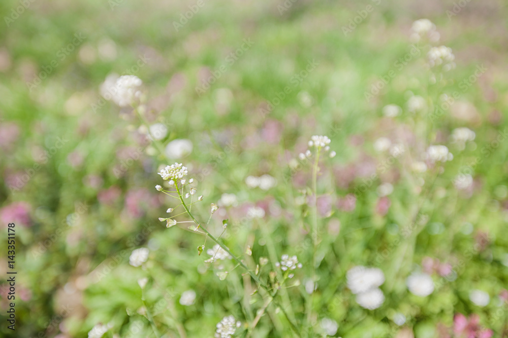 Spring flowers nature