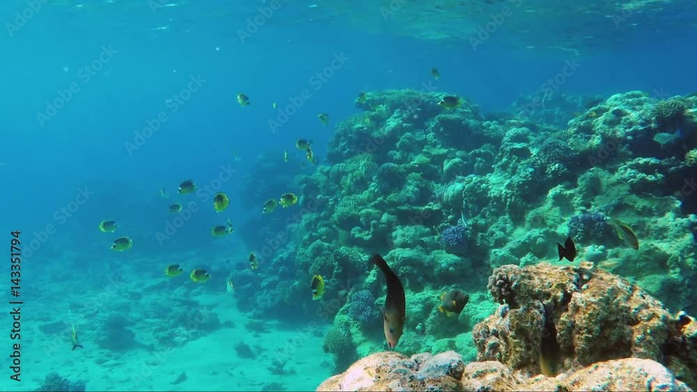 Underwater world with a lot of exotic fish, corals and beautiful sun rays. Butterfly fish of the Red Sea Underwater world with a lot of exotic fish, corals and beautiful sun rays. Butterfly fish of the Red Sea