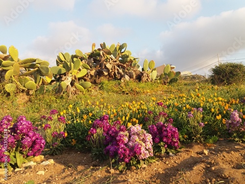 spring plants flowers malta photo