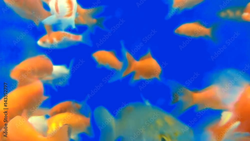 Many goldfish swimming in fish tank together with blue screen channel. Many goldfish swimming in fish tank together with blue screen channel.