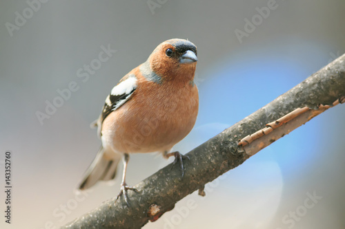  Chaffinch in the Park on a branch