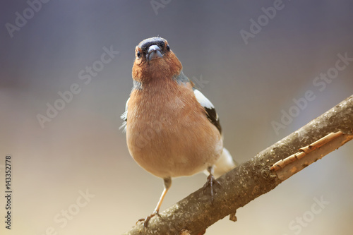 funny spring bird Chaffinch in the Park on the tree