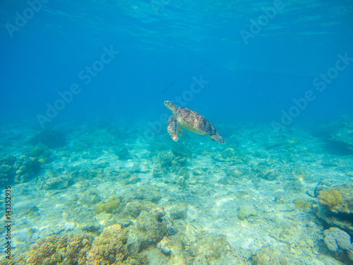 Sea turtle by sea bottom. Wild turtle swims underwater in blue tropical sea.