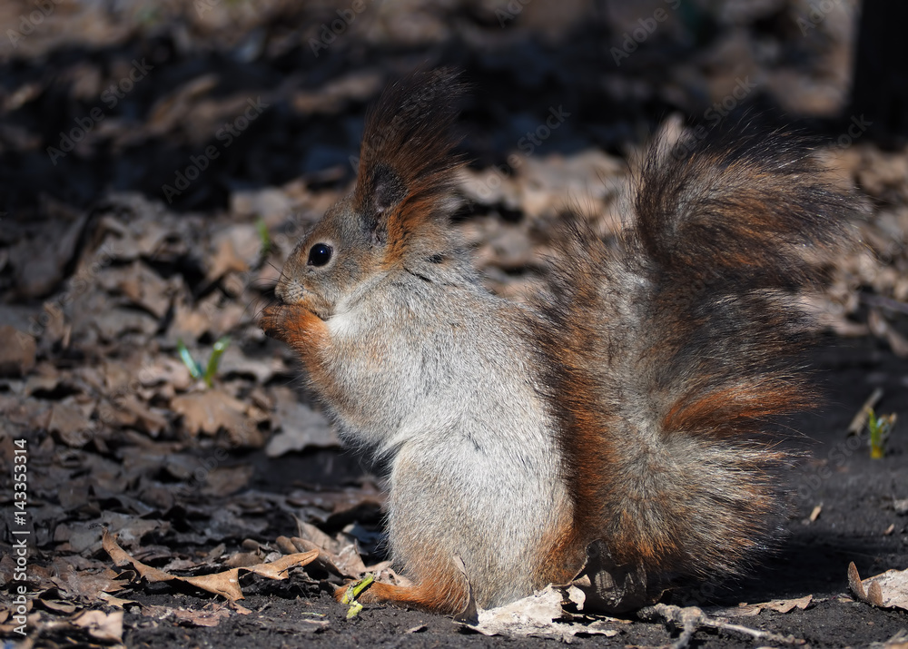 Squirrel red at the leaves Squirrel red at the leaves