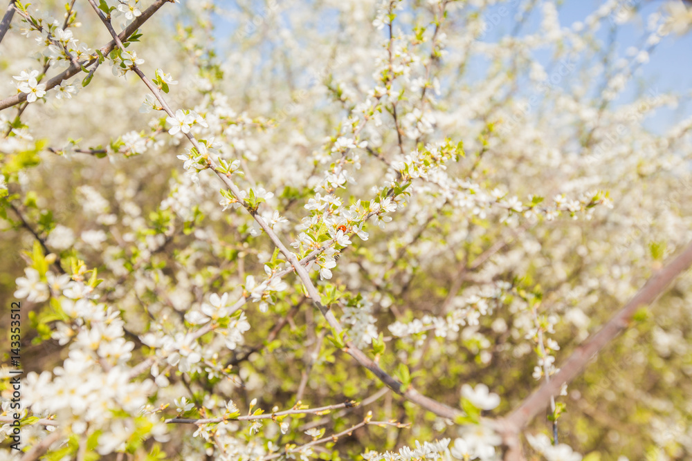 Spring flower tree blooming Spring flower tree blooming