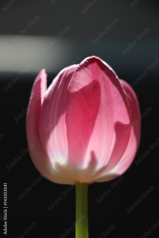 Schattenspiele mit einer rosa Tulpe