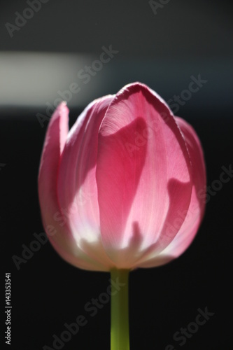 Schattenspiele mit einer rosa Tulpe