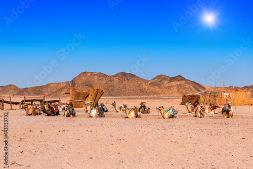 caravan of camels © Volodymyr Shevchuk