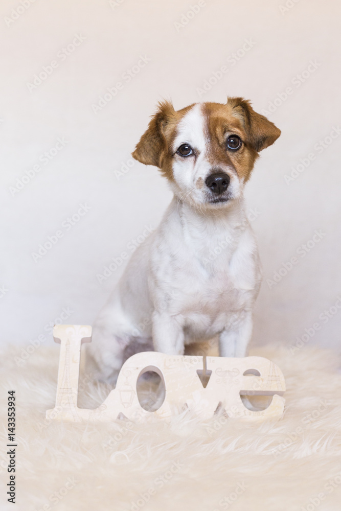 cute young dog over white background with LOVE word and looking at the camera. Love for animals concept