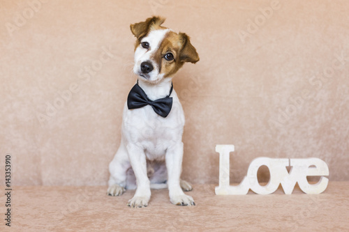 cute young dog over brown background wearing a bowtie. LOVE word besides him
