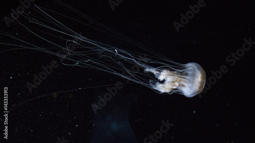 Jellyfish
