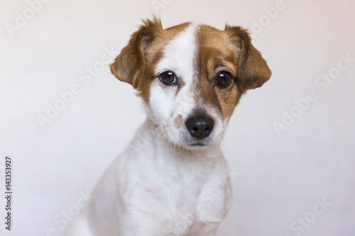 close up portrait of a cute young dog over white background. Love for animals concept