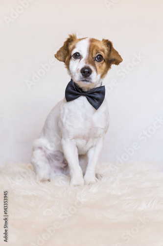 cute young dog over white background wearing a bowtie and looking at the camera. Love for animals concept