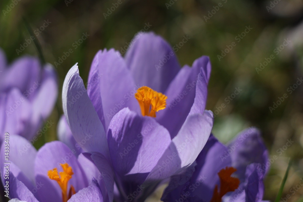 Blühender Krokus