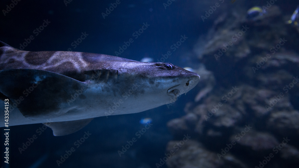 Naklejka premium Shark Portrait