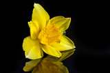Yellow daffodil isolated on the black