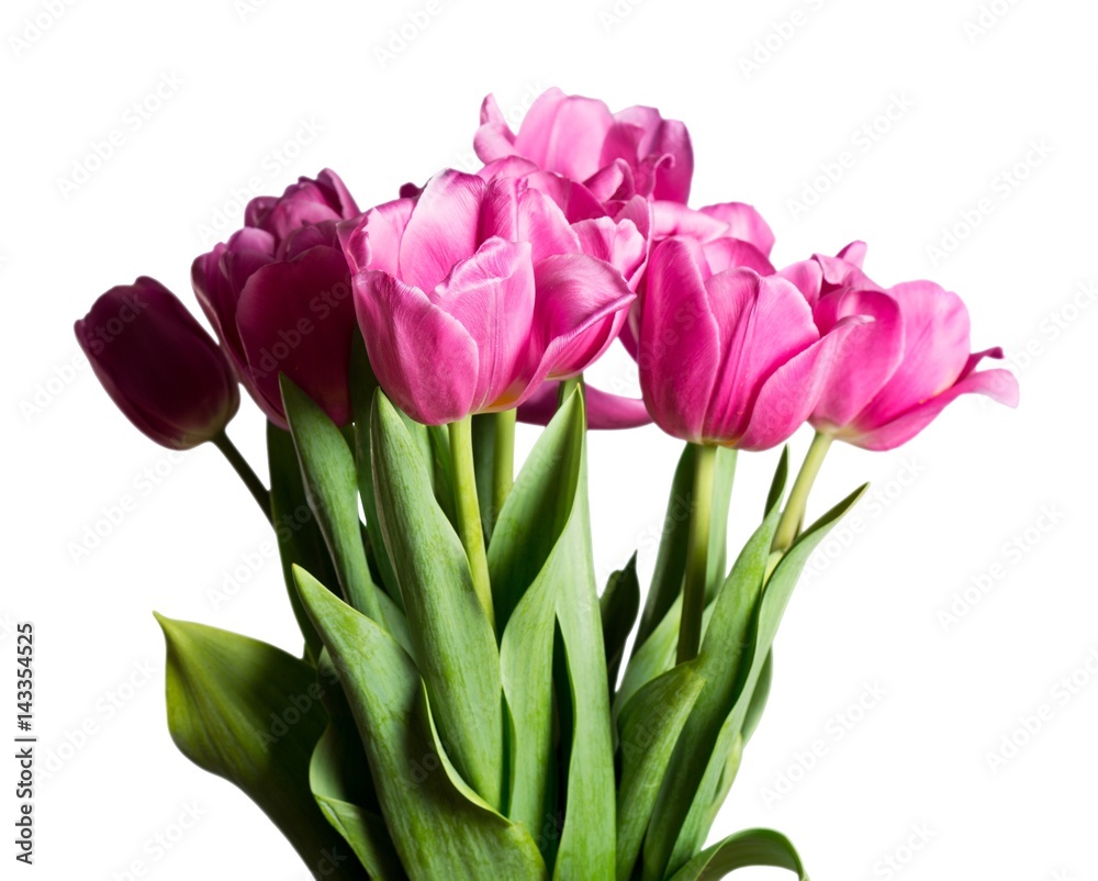 Fototapeta premium Tulips.