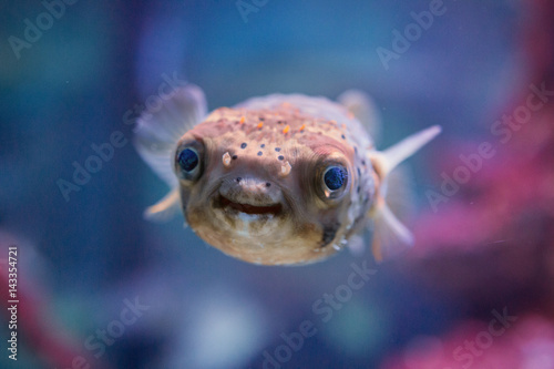 Smiling Pufferfish photo