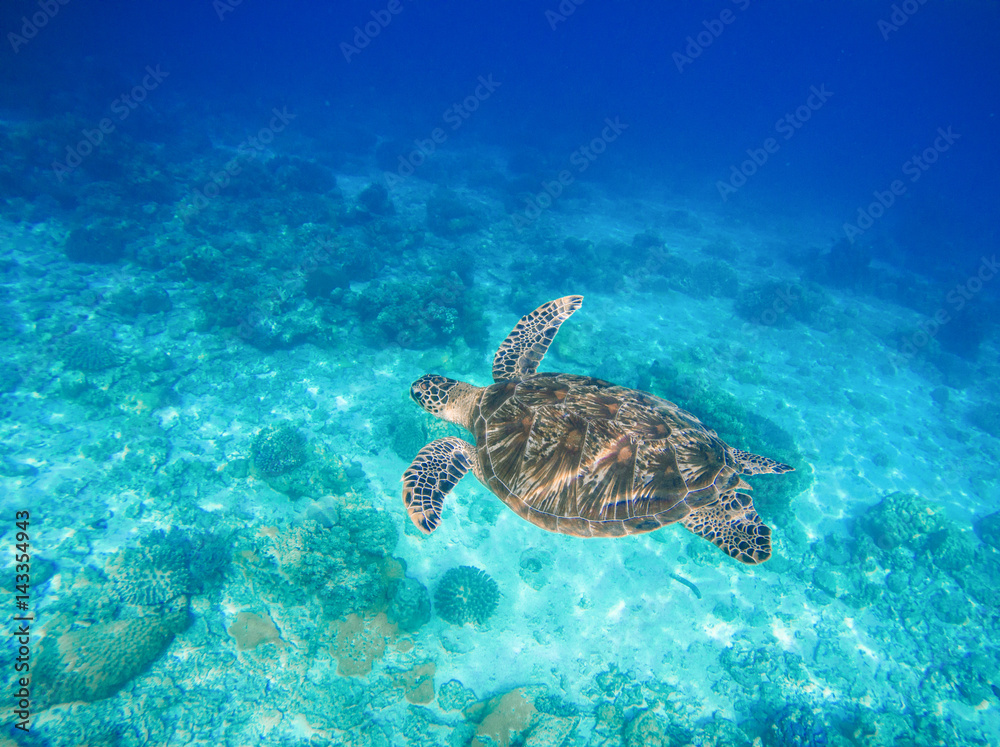 Obraz premium Sea animal and plants. Oceanic environment underwater photo.