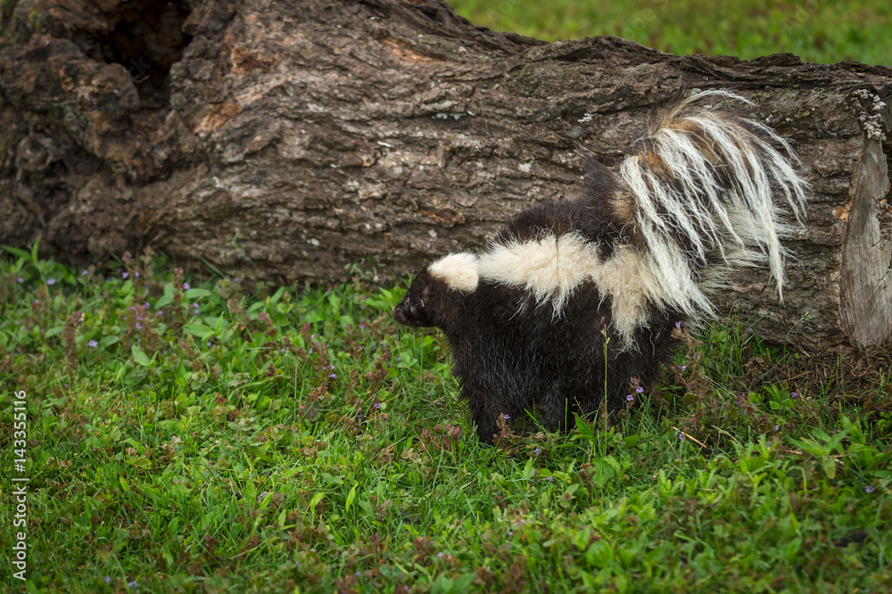 Striped Skunk (Mephitis mephitis) Tail Up Near Log Striped Skunk (Mephitis mephitis) Tail Up Near Log