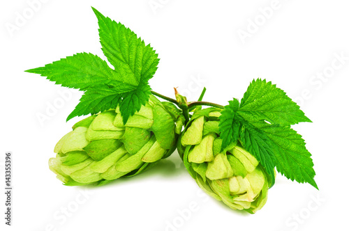 isoalted hop with leaves