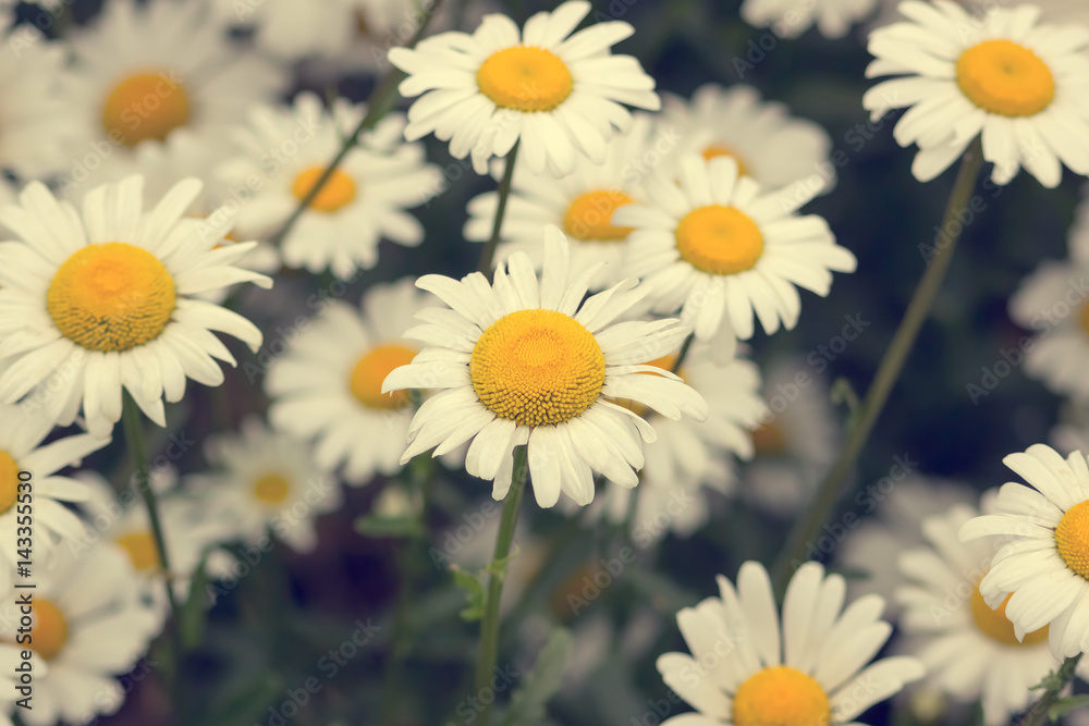 Fototapeta premium Blooming chamomile on green field